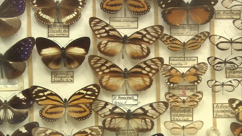 Research data: "recorded factual material" (Butterfly collection at the Nature-Historical Museum, Admont)
